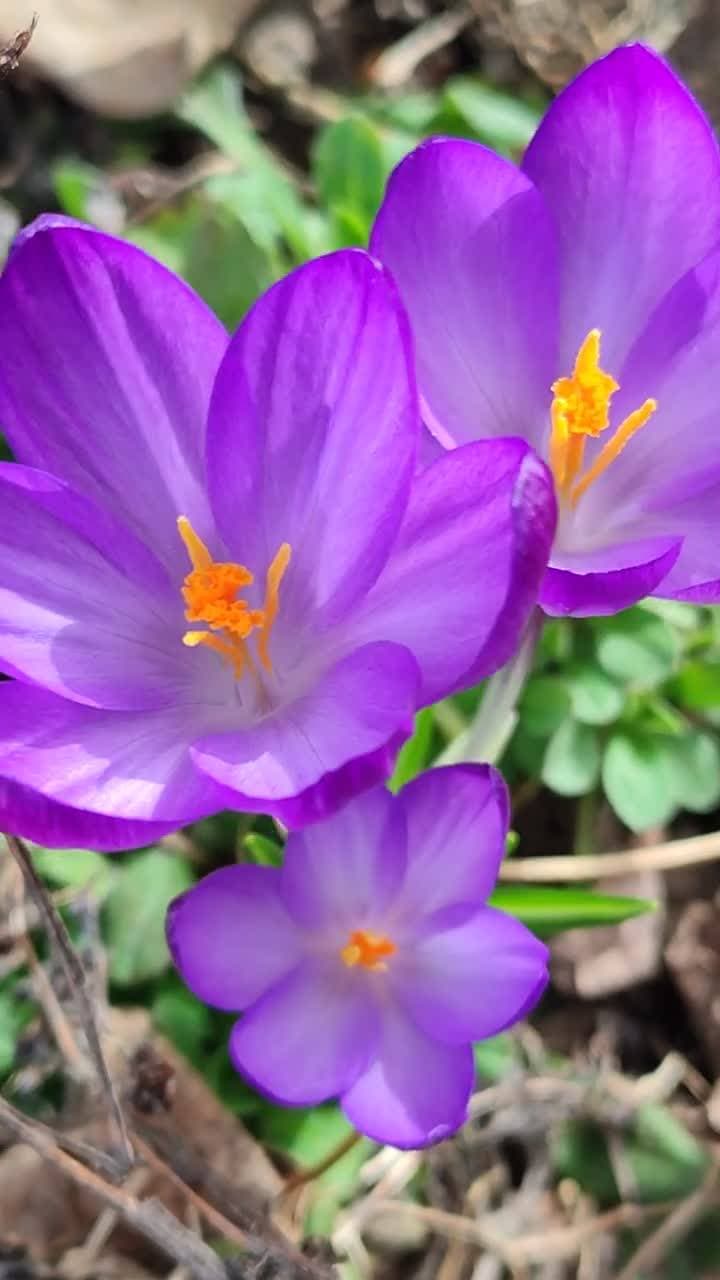 🌱весна
