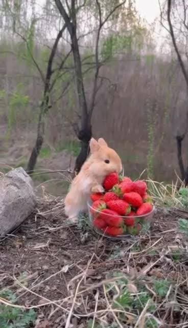 обед с клубникой 🍓