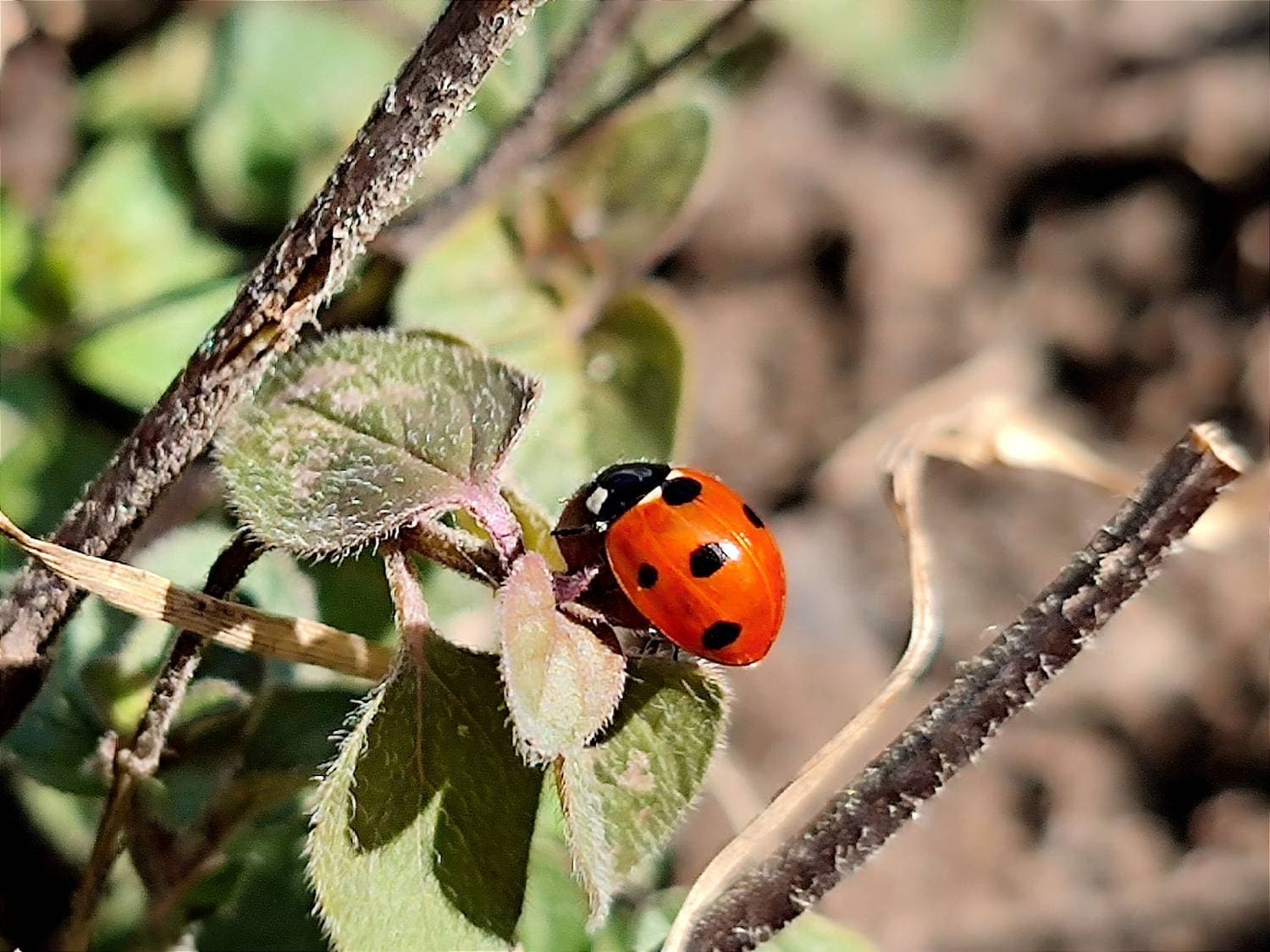#весна 🐞 #апрель 🌱🌞