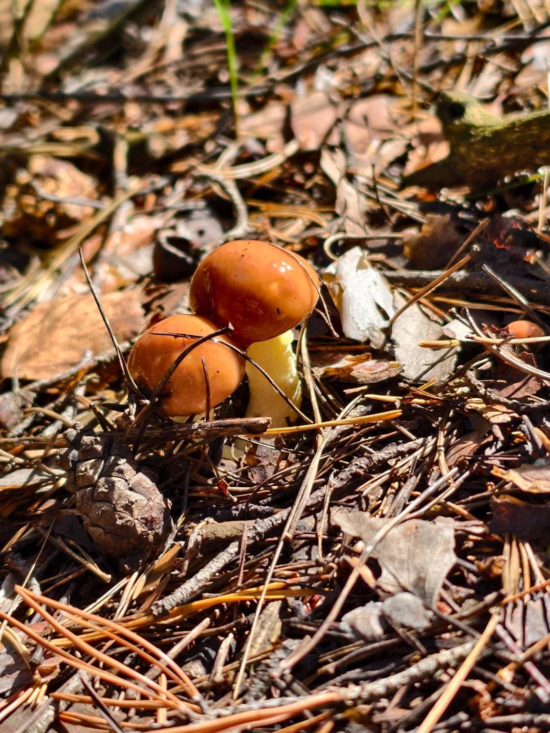🍄🟫😋