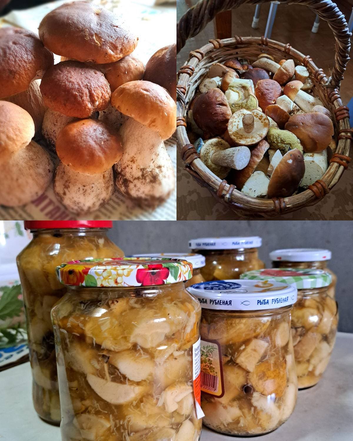 #Грибочки 😍🍄🟫