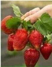 🍓