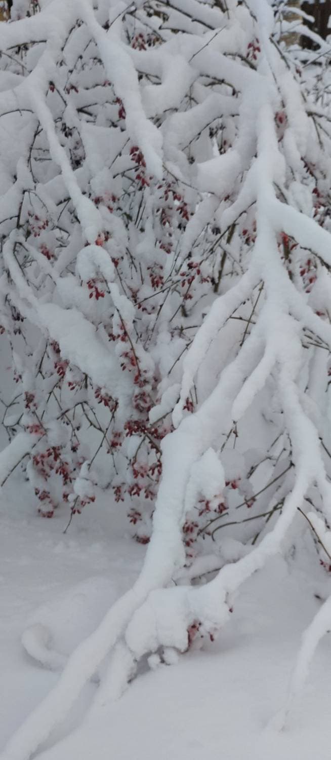 ❄