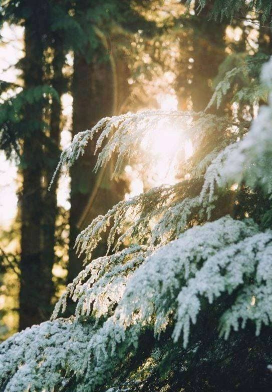 ❄️❄️❄️