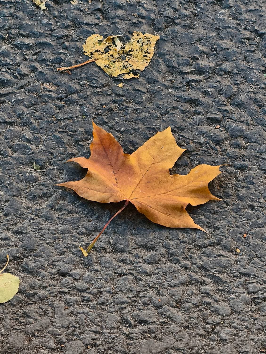 🍁